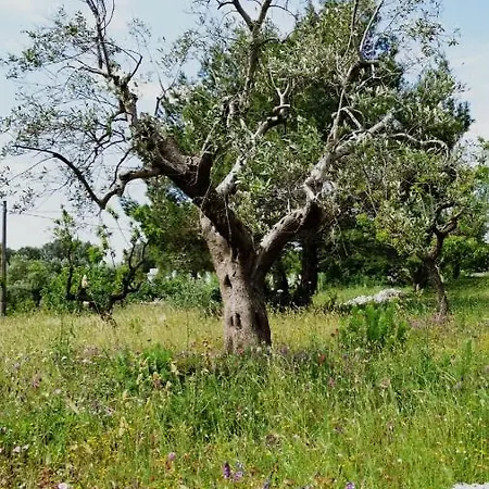 Little Trullo Lucia Villa